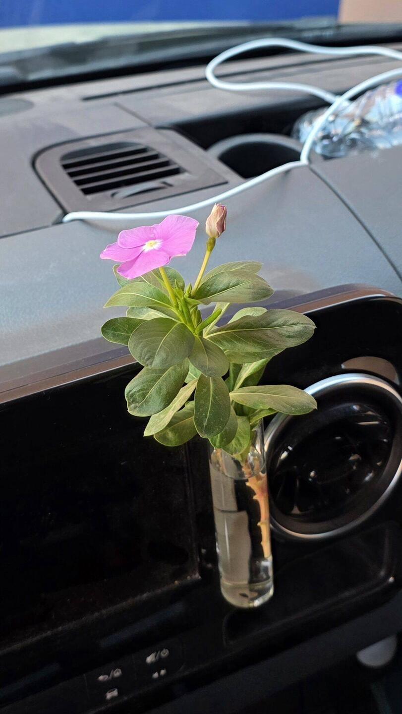 Our flower of the day taken from Marrakesh