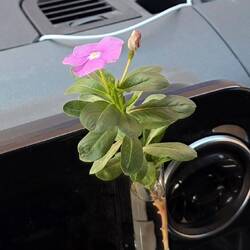 Our flower of the day taken from Marrakesh