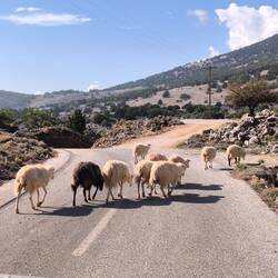 Die Schafe 🐑 unbeeindruckt von den Autos 😅