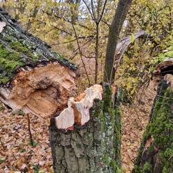 Der ganze Wald scheint irgendwie Morsch oder von Käfern befallen zu sein.