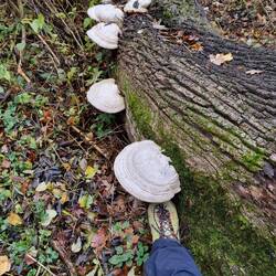 Hat Alex genug geübt?