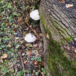 Jaaa... mit bravour flog der Pilz davon.