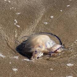 ...es ist eine Riesenqualle!