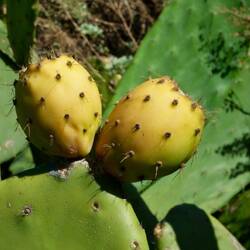 Kaktusfeigen als Hindernis am Weg