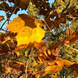 Sycamore leaves ganging color