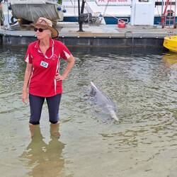 Humpback dolphins 115 kg schwer