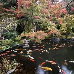 Riesige, bunte Zierkarpfen - japanisch "Koii"