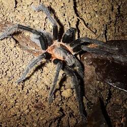Vogelspinne 🕷️