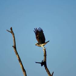 Fischadler mit Beute