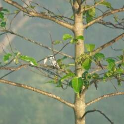 Eisvogel mit Beute, die fast so groß ist wie er selbst