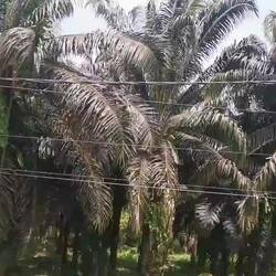 alles mal Urwald gsi😟