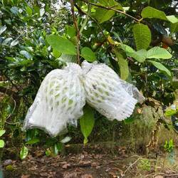 Guave für den Export