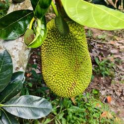 Die Jackfrucht ( männlich klein und weiblich groß)