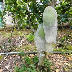 Jackfrucht für den Export