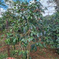 Coffee Tree