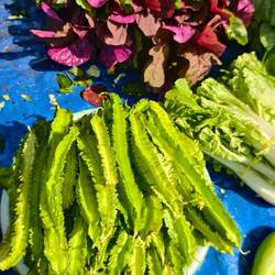 Die Bittergurke, welche nur zum Kochen verwendet wird. Roher Verzehr nicht empfohlen.