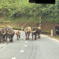 Weidewechsel i der Kurve🤪