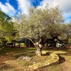 Le jardin tout aussi beau avec ses vieux oliviers 😍