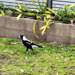 Magpie