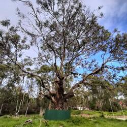 Manna Hun van meer dan 200 jaar oud!