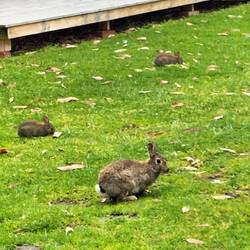 Het stikt hier van de konijntjes, met holen onder de stacaravans