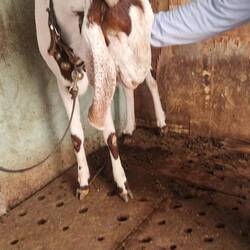 The goat that doesn't realise it's future