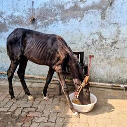 Amaan's favourite pet horse