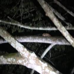 Plumplori, öppe so langsam we es Fuultier