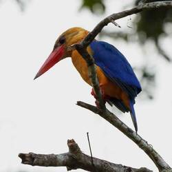 Storchschnabelliest (Kingfisher)