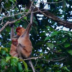 Naseaff (endemisch in Borneo)