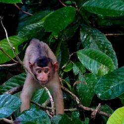 südlicher Schweinsaffe