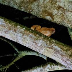 Borneo Plumplori (einä vu de wenig giftige Säugetier)