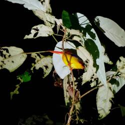 Dschungelzwergfischer (Eisvogel)