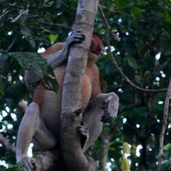 männlichä Naseaff 🥒