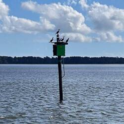 Hey, Heckle... is that ANOTHER boat coming? Looks like it, Jeckyl... what do you think, Freckle?