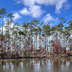 Among the hurricane damage, is this the last Fall colour we'll see?
