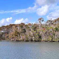 Bald cypress with feet in water, spanish moss, and fan palms