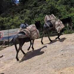 Esel haben noch nicht ausgedient