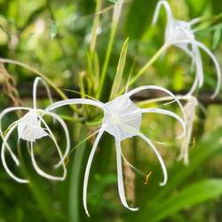 Flora in the grounds.
