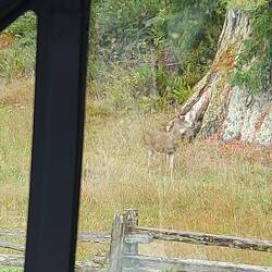 Überall wird vor Elche gewarnt, aber bei dem Wetter waren nur die Stellvertreter da, ein Rehbock.
