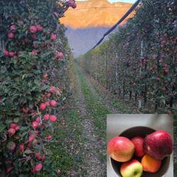 Stellplatz in den Apfelplantagen