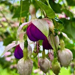 Leider war der Kolibri zu schnell weg... nur die Blume (Baum)