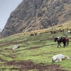 Viele Touris nehmen ein Pferd nach oben... diese Pferde hier haben Feierabend