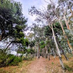 Schöner Eukalyptuswald hinter dem Strand 👍