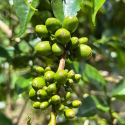 Noch unreifer Kaffee