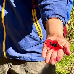 Achiote-Beere (Annatto), Farbstoff für Lippen oder auch Wolle
