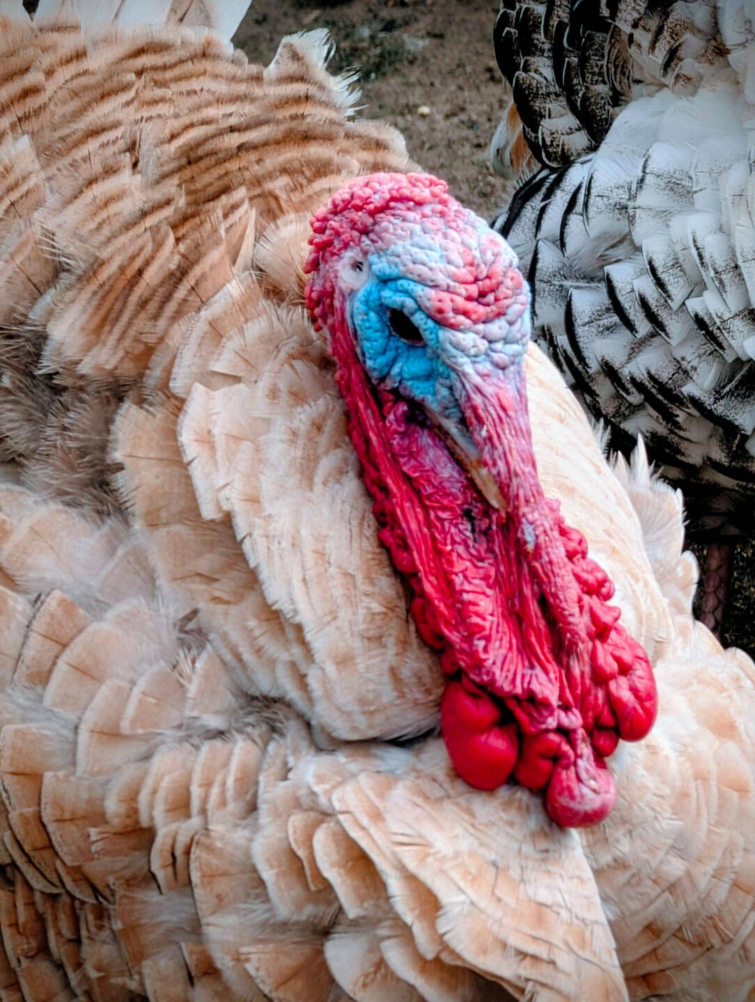 Schön ist er nicht, mit den Farben doch wieder