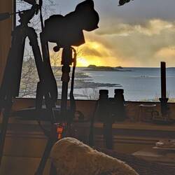 Vogel an der Futterkugel