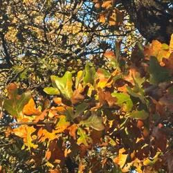 Oak leaves changing color and falling to the ground