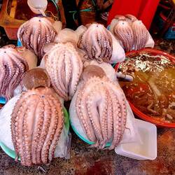 There are more octopuses on this one table than I've ever seen in my lifetime of diving!